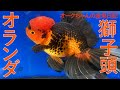 オークちゃんの金魚日記＃13　Oak's Goldfish Diary＃13 オランダ獅子頭