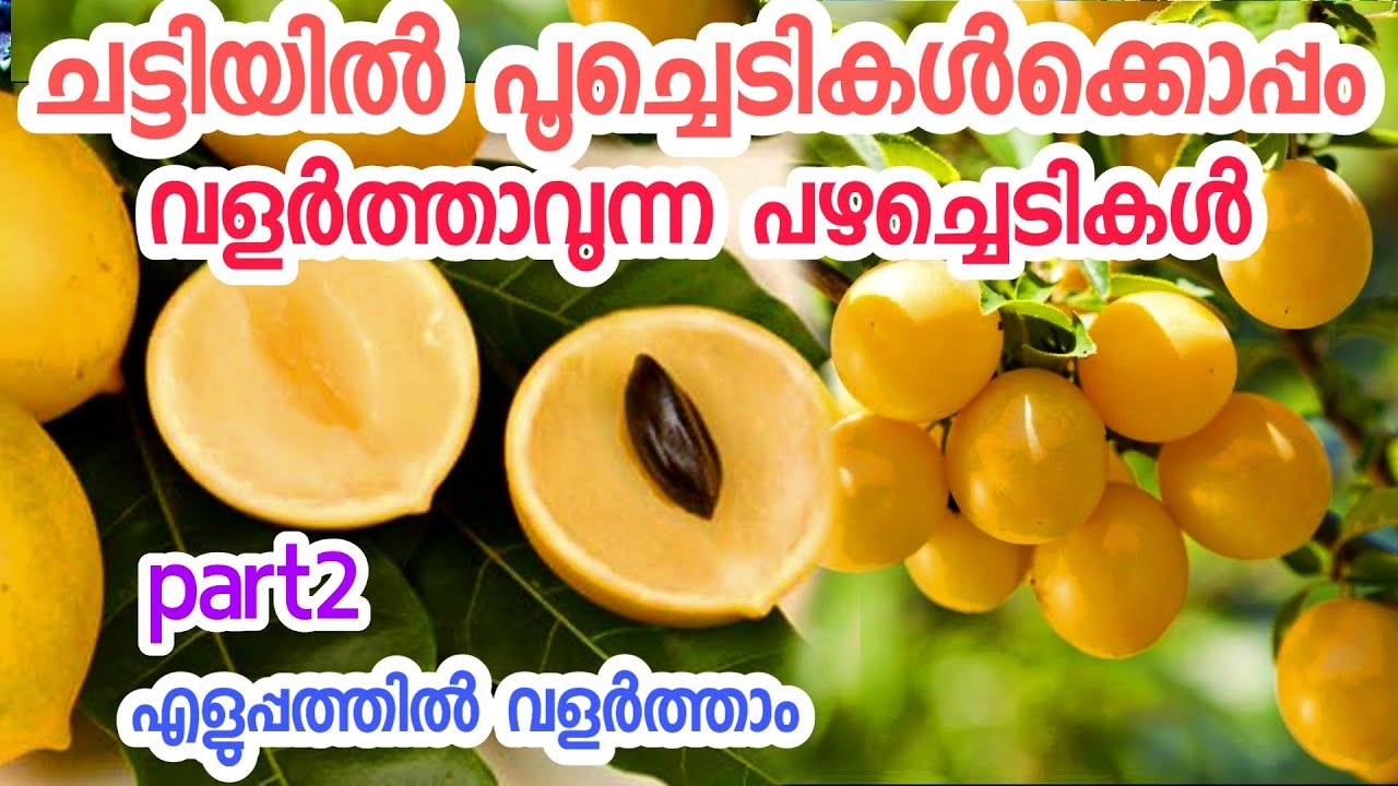 ചട്ടിയിൽ വളർത്താൻ പറ്റിയ പഴച്ചെടികൾpart 2fruit trees in malayalam
