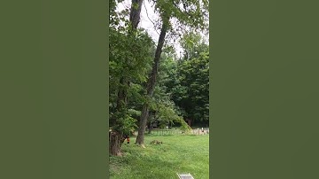 Cutting down locust tree