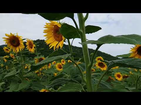 მზესუმზირა