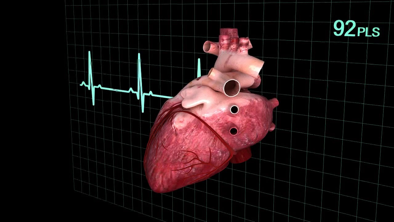 3D Model of Human Heart (animated) Review - YouTube