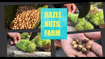 HAZEL NUTS FARM   FILIPINA IN VILLAGE SIMPLE LIFE   Ate Ann's vlog Ne-Phil