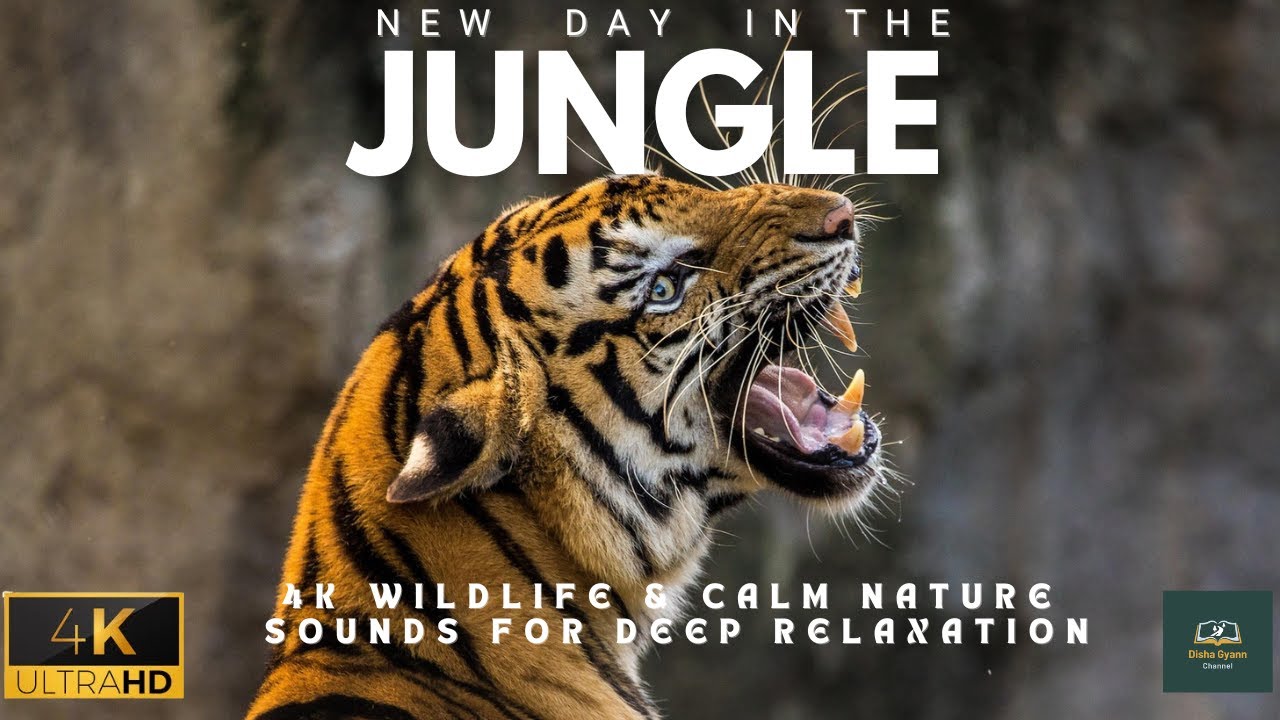 Wildlife 4K - Relaxing Music With Beautiful Nature & Animals Videos(4K ...