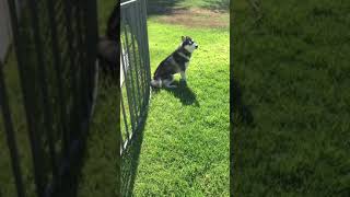 Husky Experiences High Winds For The First Time! 💨 🐕 by HUNGRY HUSKY PACK 2,209 views 3 years ago 1 minute, 27 seconds