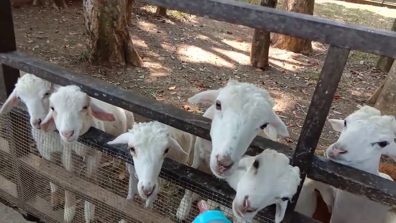 Back To Nature di Kuntum FarmField Bogor 