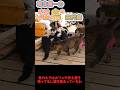 東北唯一の猫の島「田代島」への旅 #猫 #旅動画 #ねこ