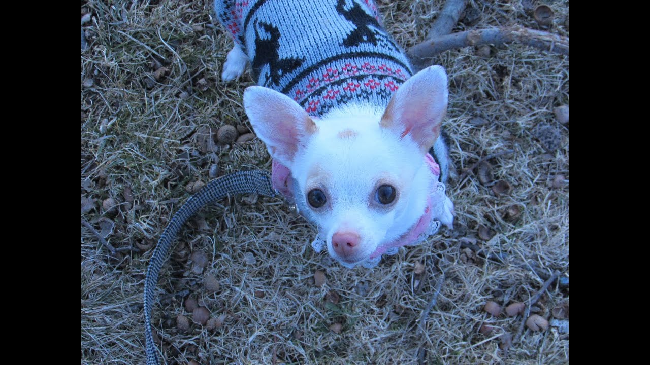 NOVICE TRICK DOG TITLE Entry Prim YouTube novice-trick-dog-title-entry-prim-youtube