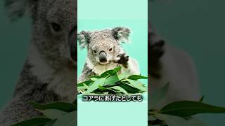 コアラの知能