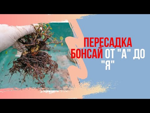 Video: Фикус женьшень дарагы деген эмне: Ficus Ginseng бөлмө өсүмдүктөрүн өстүрүү жөнүндө билип алыңыз