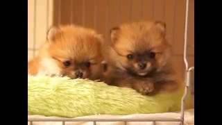 sweet couple ... (Spitz alemão / Szpic miniaturowy / Pomeranian Spitz / Spitz nain / Pomeranec ) by Ani P. 3,217 views 8 years ago 32 seconds