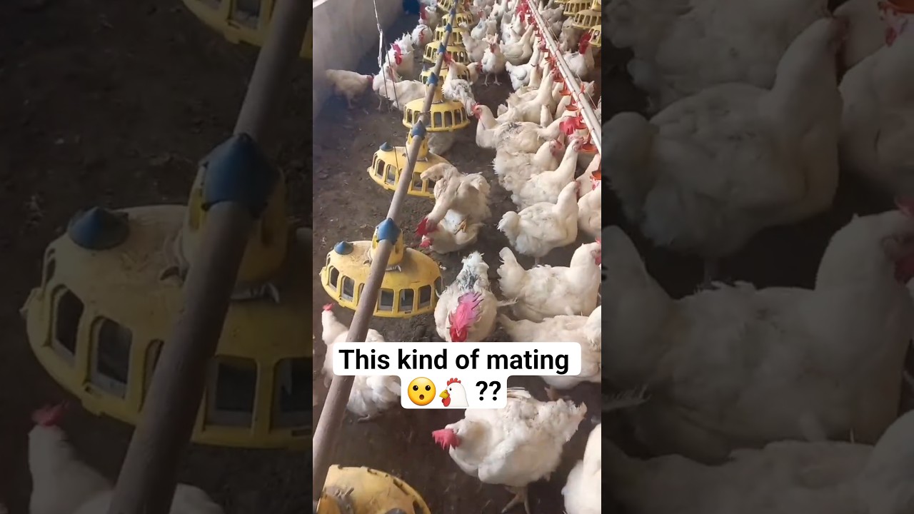 what amazing mating 😮🐔 