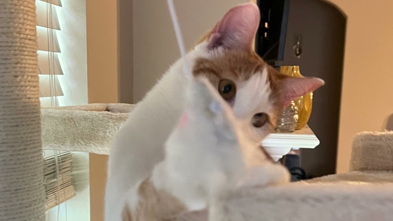 New cat tree, thanks Chewy!