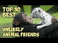 TOP 10 UNLIKELY ANIMAL FRIENDS