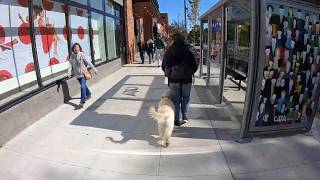 Berry | 5 month old Golden Doodle | Off Leash k9 Training by Shannon Ruland 29 views 4 years ago 6 minutes, 50 seconds