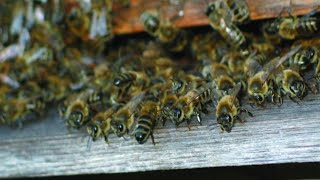 Mincina in apicultura... romanească.