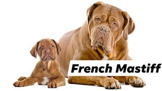 Cheap price French mastiff puppies for sale in Delhi and India ||9711696640|| Cheap price French mastiff puppies for sale in Delhi and India ||9711696640||
