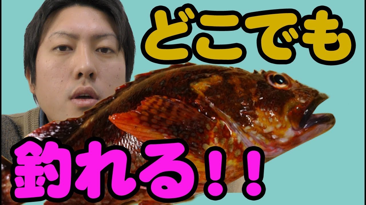 魚図鑑 カサゴ 釣り仕掛け 五目釣りジグヘッドルアー 堤防穴釣りテトラにも Youtube 魚図鑑 カサゴ 釣り仕掛け 五目釣りジグヘッドルアー 堤防穴釣りテトラにも Youtube