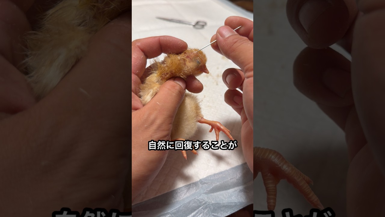 苦しそうなヒヨコを楽にしてやりました