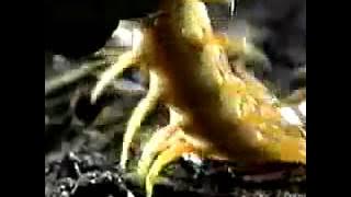 Knife Party - Centipede original video rip (Discovery Channel)