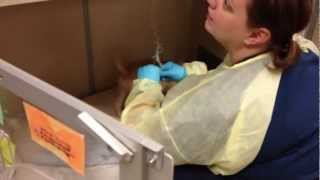 Wiggly Puppy in Isolation