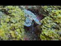 DIVING EL HIERRO ISLAND (04/2022)