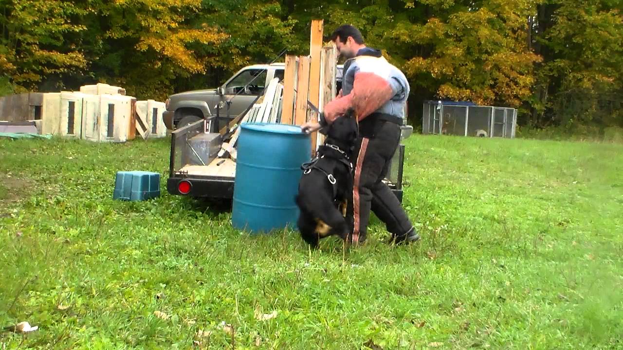 Rottweiler bite distraction YouTube