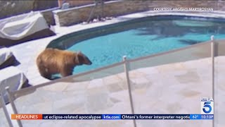 Bear spotted relaxing in Burbank backyard pool