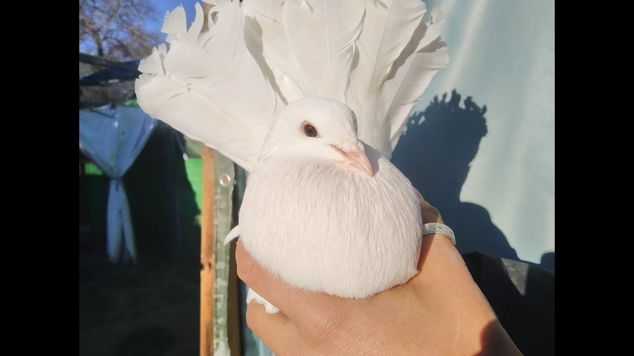 Palomas de raza colipava