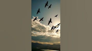Flying Birds Sora #shorts #aivideo #ai #texttovideo
