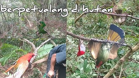Mikat burung di hutan[][]bermacam macam burung