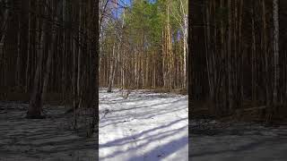 Nature Melodies of an Early Spring - A Spring Walk in the Forest - #short 3