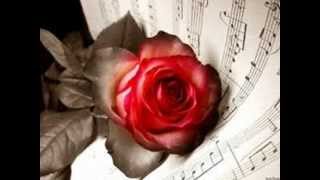 Fikrimin İnce Gülü