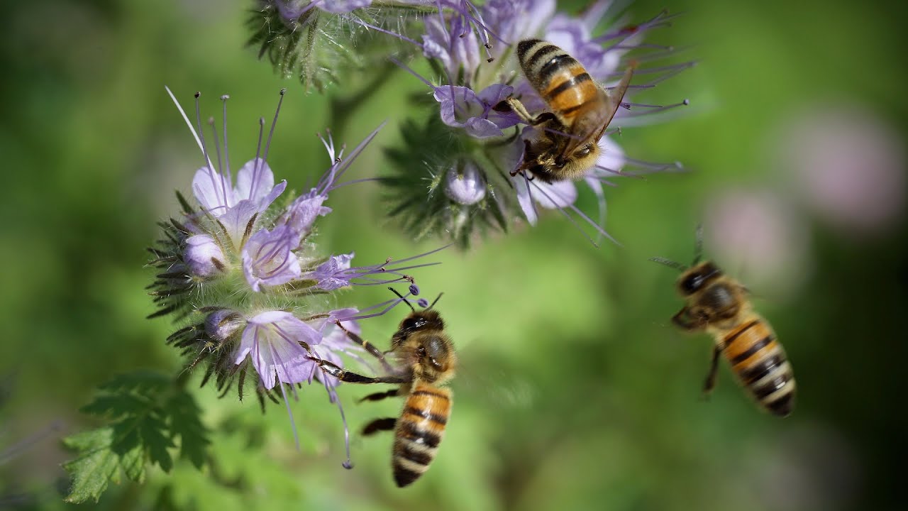 Gentle Hum of Buzzing Bees (30 minutes) for relaxation & sleep | ASMR ...