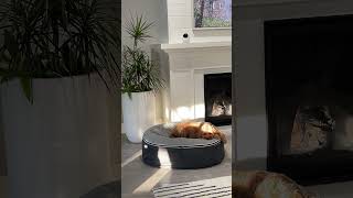 WireFREE Pet Monitors By |  Uniden® Australia