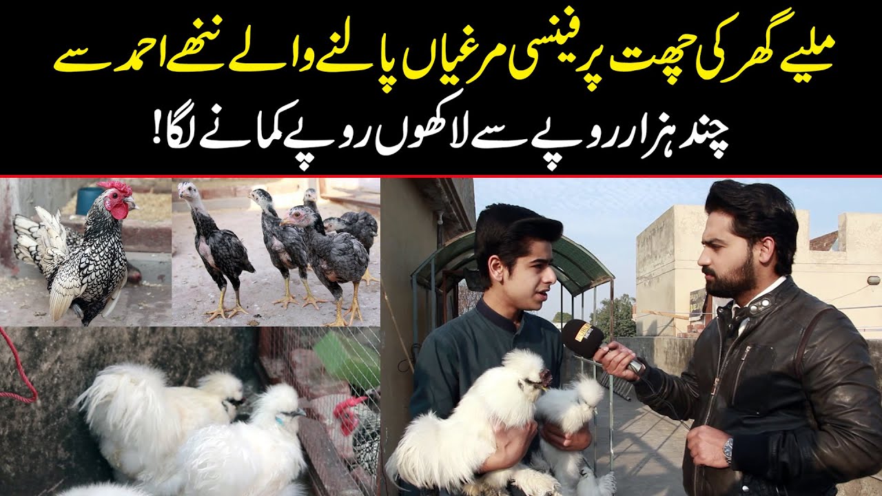 Larka Fancy Murghion Se Lakho Rupay Kamaane Laga | Fancy Hens Business | Public Digital Exclusive