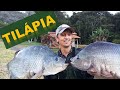 # 47 A Tilápia!!!  O Peixe mais cultivado no Brasil.