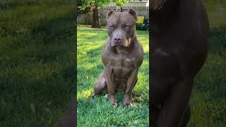 Pitbull with six pack 😮 #pitbull#shorts#sixpack