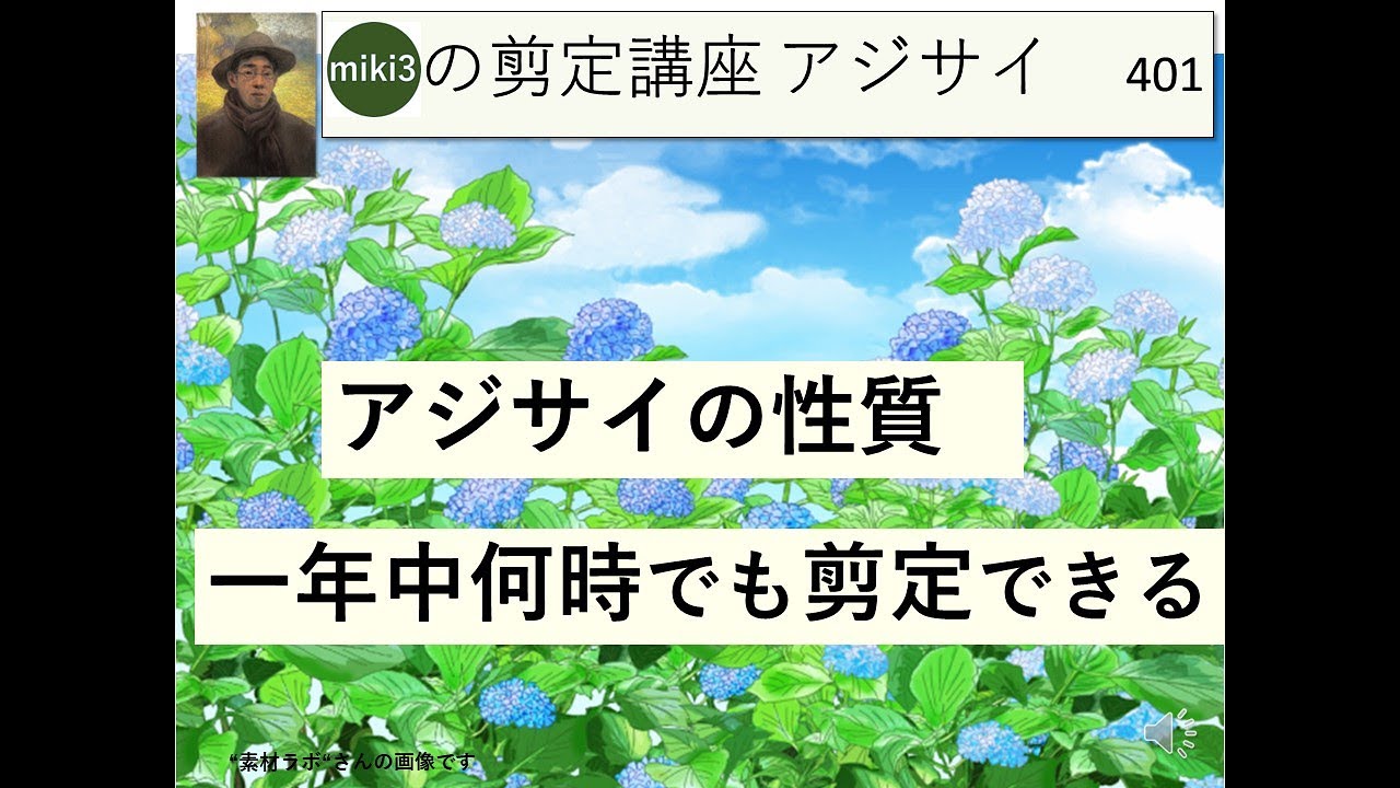 401 アジサイ 紫陽花 の知って得する知識what You Need To Know About Hydrangeas Miki3の庭木の剪定講座 Xanh Cn