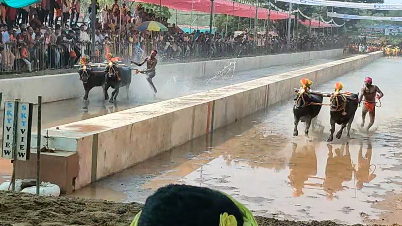 Bangadi kolli kambala Semi finals & Finals.+Kudhi #kambalalive #kambala_fan #dakshinakannada