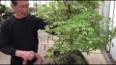 The Art of Bonsai: Cultivating Miniature Trees for Beauty and Tranquility ile ilgili video