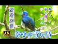 オオルリ　この青い鳥を見つけて鳴いているところを撮影すればきっと幸せになれる。　　オオルリの美しい鳴き声と映像を撮影出来て、とても幸せでした。