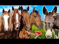 The Donkey Meets All The HORSES!