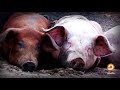 أقذر مخلوقات الأرض الخنزير تعرف على الحكمة من تحريم أكل الخنزير وشحمه 
