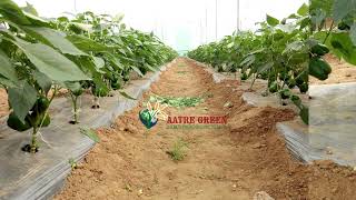 Our Vegetable Farming Park (Shade Net House - 26 acre) in Gujarat (India) with all facilities
