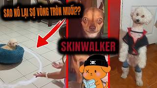 Con chó của tôi là một SKINWALKER💀 - Đứng bằng 2 chân như người - Sợ muối screenshot 4