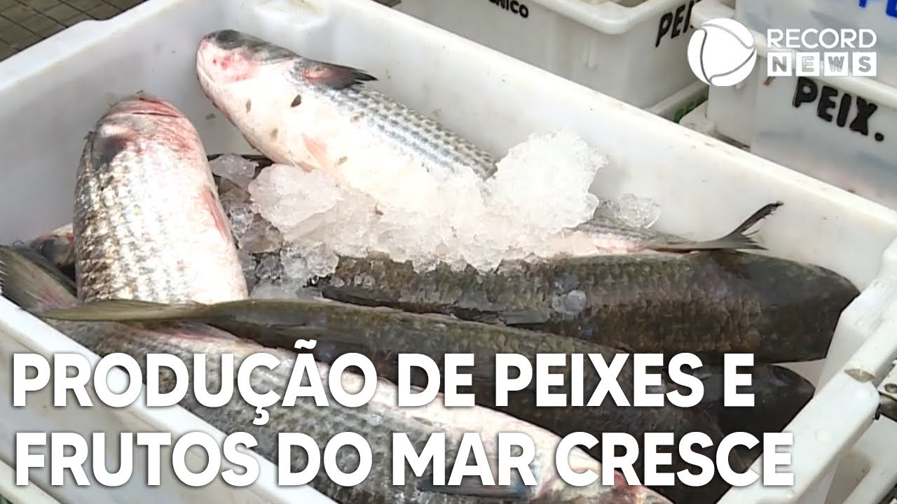 Produção de peixes e frutos do mar cresce 25% no Brasil