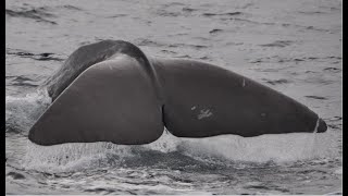 🐋 The Relaxing Sound of Whale Singing  (2 hrs)