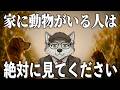 【ありがとう..】動物と暮らす人の心と体に起きていること 5選【科学的根拠】【犬.猫.etc..】