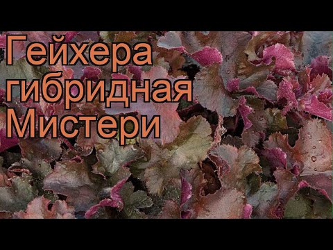 Video: Hibrid Heuchera