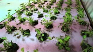 Indoor Farming Hits the Windy City image